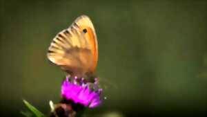 photo Les papillons de la Saligue