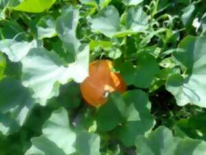 photo De ferme en ferme : Les Jardins du Bergons