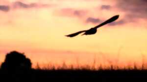 photo Sortie crépusculaire