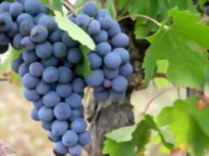 photo Caves Ouvertes du Domaine Marchesseau