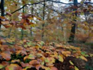 photo Randonnée patrimoine « La forêt pendant la guerre »
