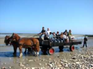 photo Balade en attelage 