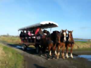 photo « Des vergers en fleurs aux secrets du marais, balade au rythme des chevaux »