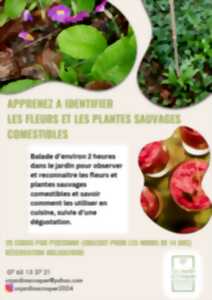 photo Les fleurs et les plantes sauvages comestibles