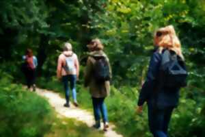 photo Expérience de Destination : J’éveille mes sens au cœur de la Forêt de la Lucerne