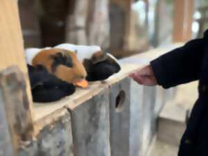 photo Chasse aux Trésors de Printemps