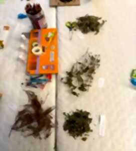 photo Atelier Plantes Médicinales