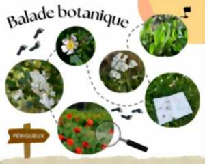 photo Balade découverte des plantes sauvages