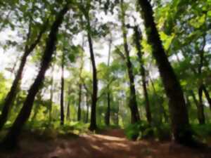 photo Balade contée Nature féerique au bord de la Leyre à Mios