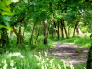 photo Balade sensorielle et immersive en forêt