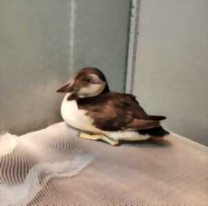 photo Comment aider la faune sauvage en détresse avec la LPO ?