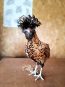 photo Atelier Théâtre à la ferme