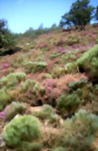 photo A la découverte de la flore du Mont Gargan