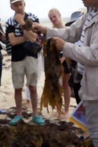 photo Découverte des algues de la laisse de mer