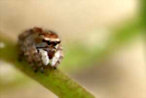 photo Atelier nature (3-5 ans) : le monde fascinant des insectes