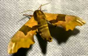 photo Papillons nocturnes à la réserve naturelle de Mathon