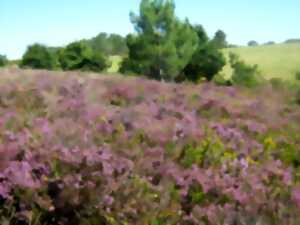 photo Petit aventurier dans les landes