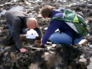 photo Algues et bigorneaux