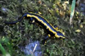 photo La Nuit des Dragons