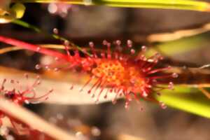 photo Dans le monde des plantes carnivores