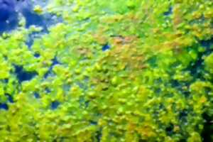 photo Des cyanos à Bairon ? Etude des causes et des risques sanitaires