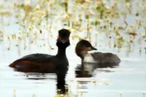 photo Atelier : couleurs végétales