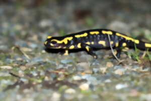 photo sortie nocturne : découverte de la salamandre
