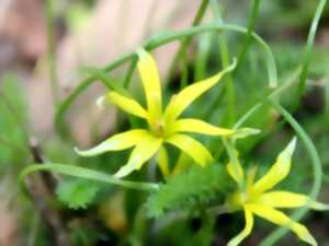 photo Balade Botanique – « Plantes sauvages printanières en ville »