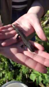 photo Plongeon dans la mare