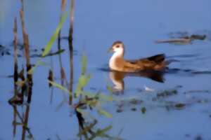 photo Conférence : les marouettes en Brenne