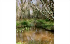 photo Sortie botanique : exploration d’une aulnaie