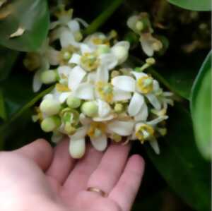 photo LES VENDREDIS FLEURIS