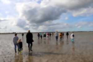 photo Baie des Veys : ses oiseaux, ses phoques
