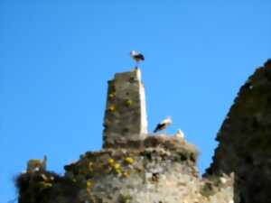 photo Au château des cigognes