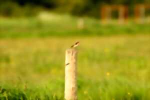photo Initiation aux chants d'oiseaux du marais et des bois