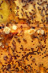 photo DÉCOUVERTE DU MONDE DES ABEILLES