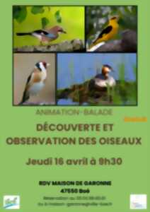 photo Balade nature sur l’observation des oiseaux
