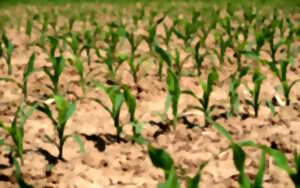 photo Fête du Printemps