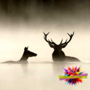 photo Ciné César : LE CHANT DES FORÊTS