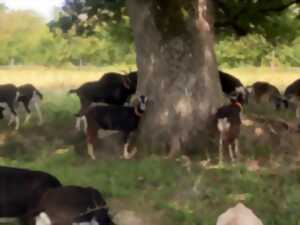 photo Contes à la Ferme de la Piloterie