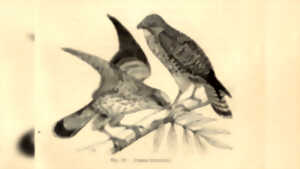 photo Exposition : Tous à plumes, les oiseaux dans les collections patrimoniales