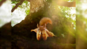 photo Film documentaire : Le Chêne