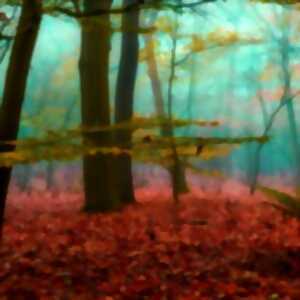 photo La Forêt dans nos têtes