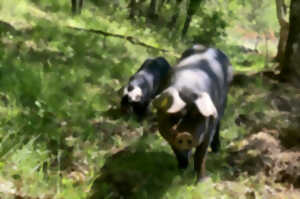 photo Visite truffes et porcs noirs