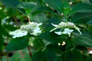 photo Entrons au jardin