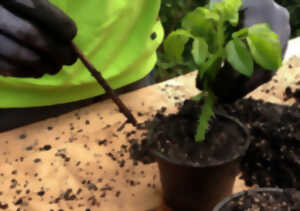 photo Événement Nature & Vous - Multiplier ses plantes, c'est facile !