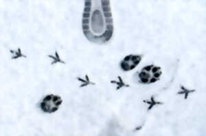 photo Événement Nature & Vous - Sur la piste des animaux