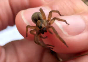photo Événement Nature & Vous - Araignées : Et si on changeait de regard ?