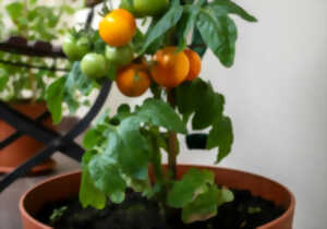 photo Événement Nature & Vous - Mon balcon se mange !