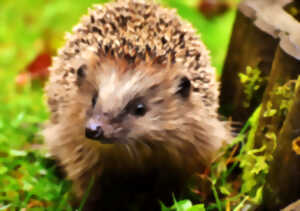 photo Événement Nature & Vous - A la rencontre du hérisson